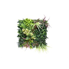 Jardin Vertical Belice A 50 X 50 Cm